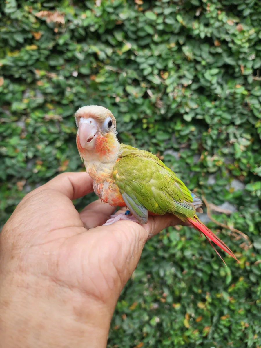 PINEAPPLE CONURE INDOOR