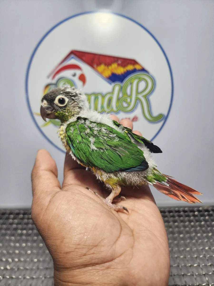 ANAKAN YELLOW SIDE CONURE