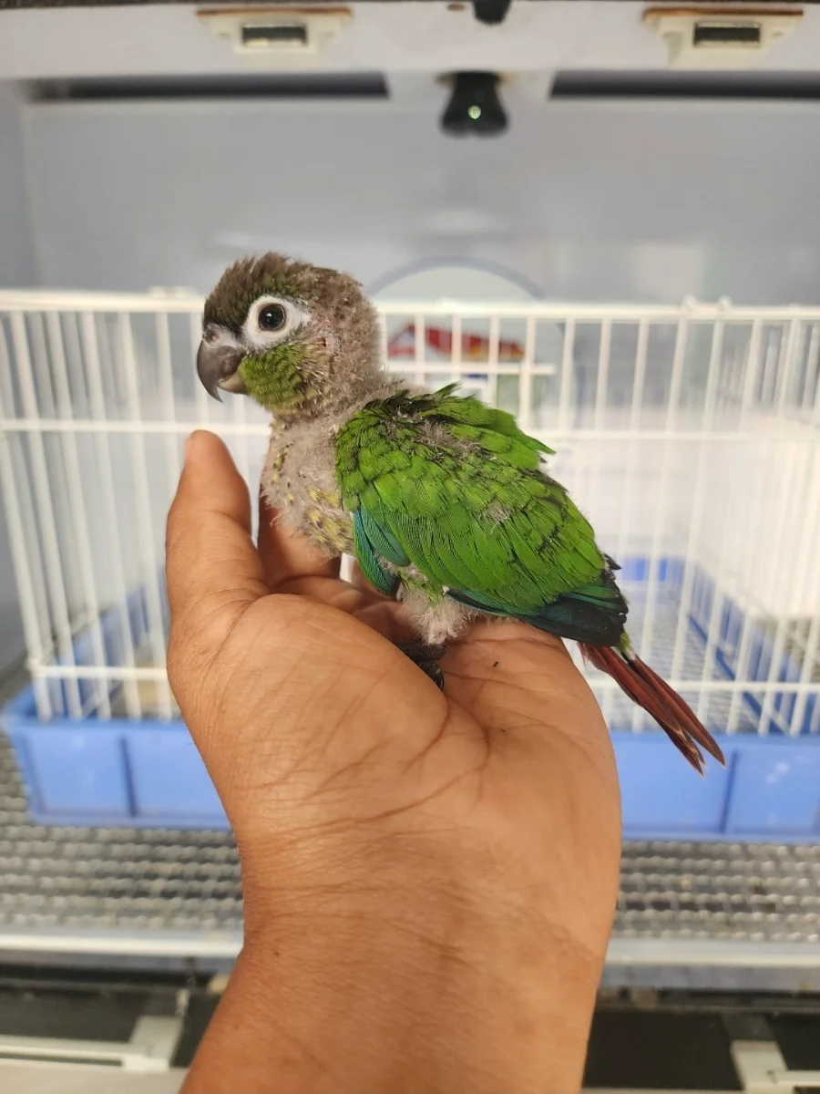 ANAKAN GREEN CHEEK CONURE