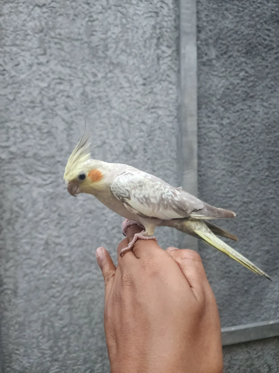 FALK PEARL BETINA INDOOR