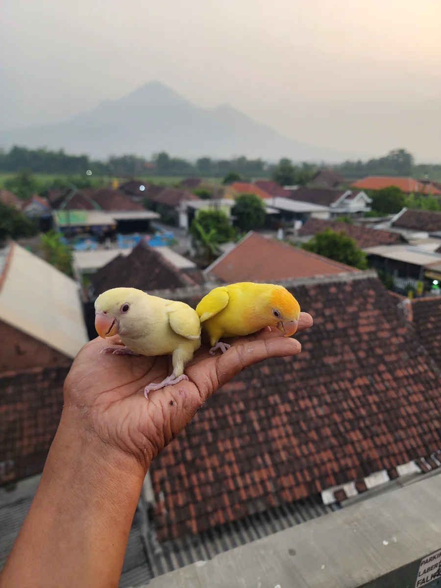 LOVE BIRD NK CREAMINO LUTINO OUTDOOR