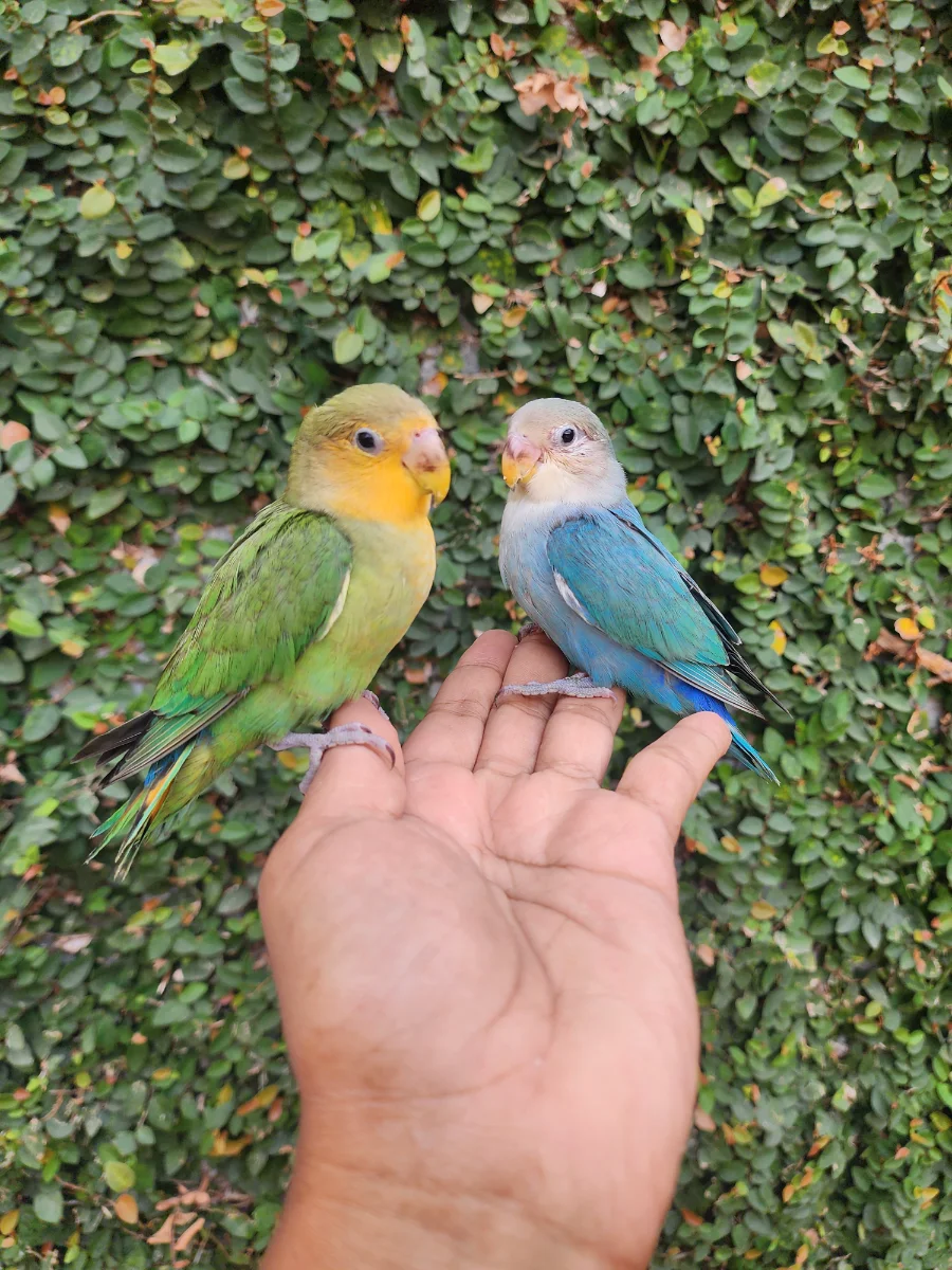 LOVE BIRD NK OUTDOOR