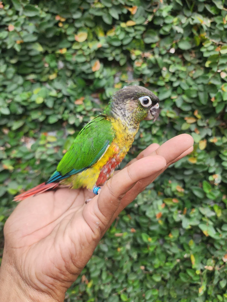 YELLOW SIDE CONURE INDOOR