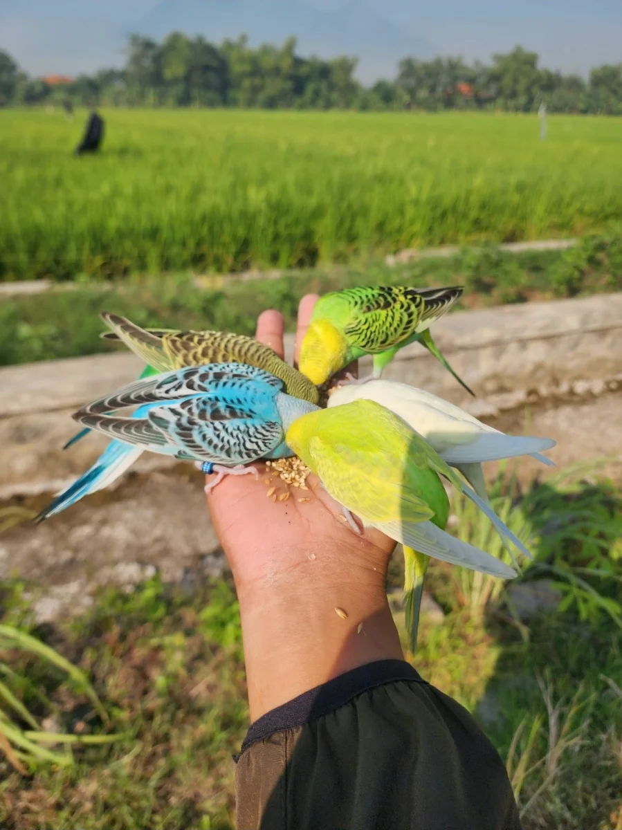 PAHE 2 PARKIT LOKAL FREE FLY