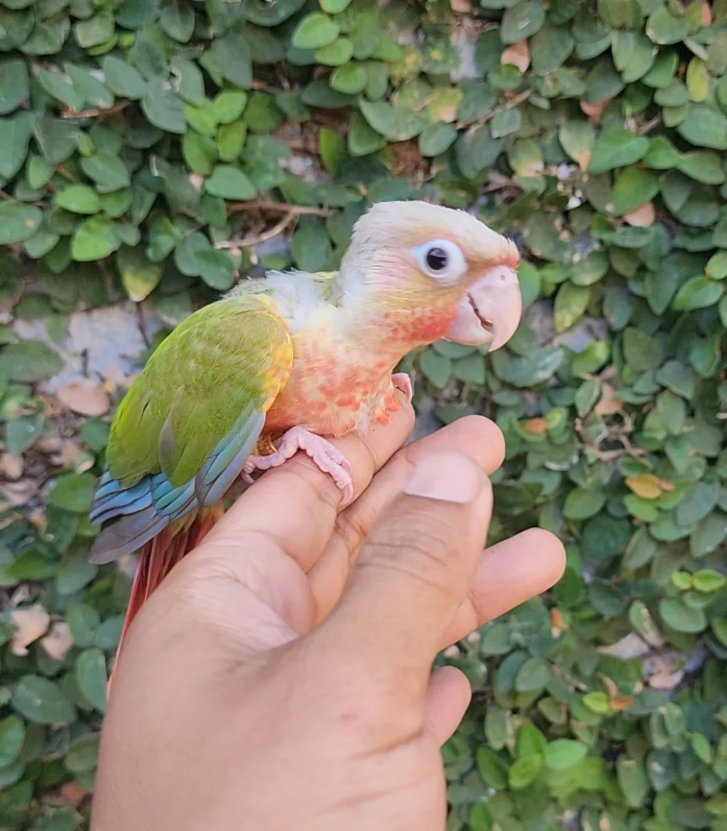 ANAKAN PINEAPPLE CONURE