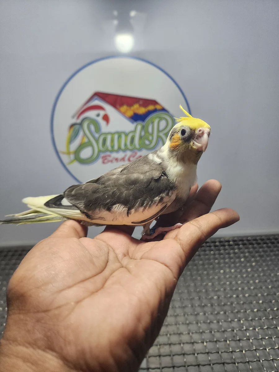 ANAKAN FALK PIED