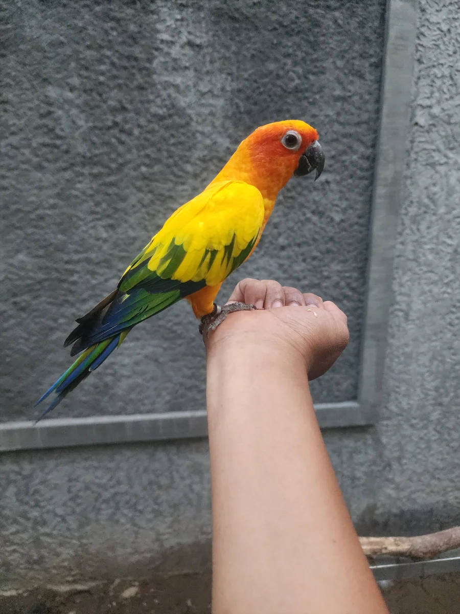 SUNCONURE FREE FLY