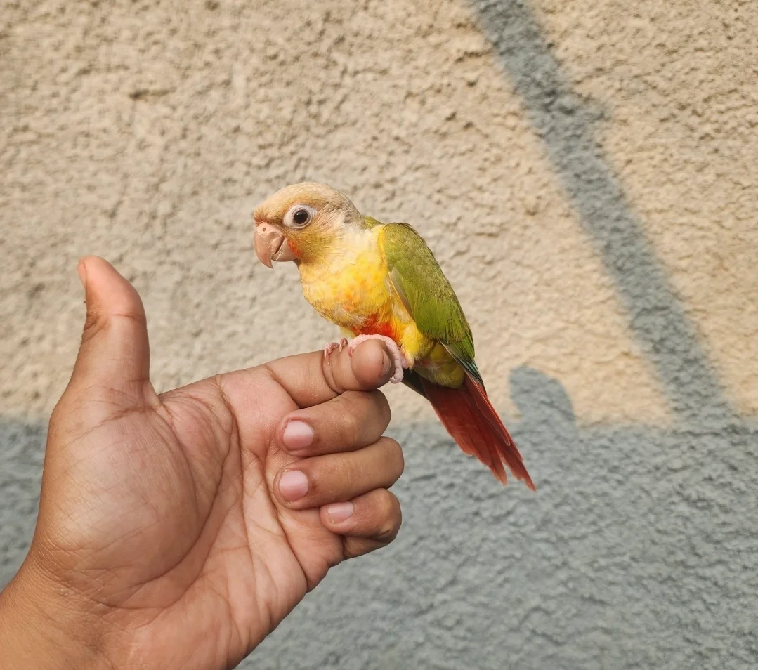 PINEAPPLE CONURE FREE FLY